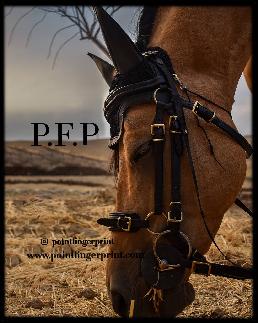 PFP5
